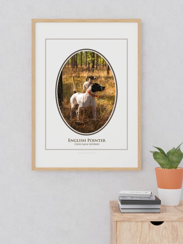2 Framed English Pointer dog art with indoor decor.