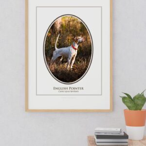 Framed English Pointer dog portrait on wall.