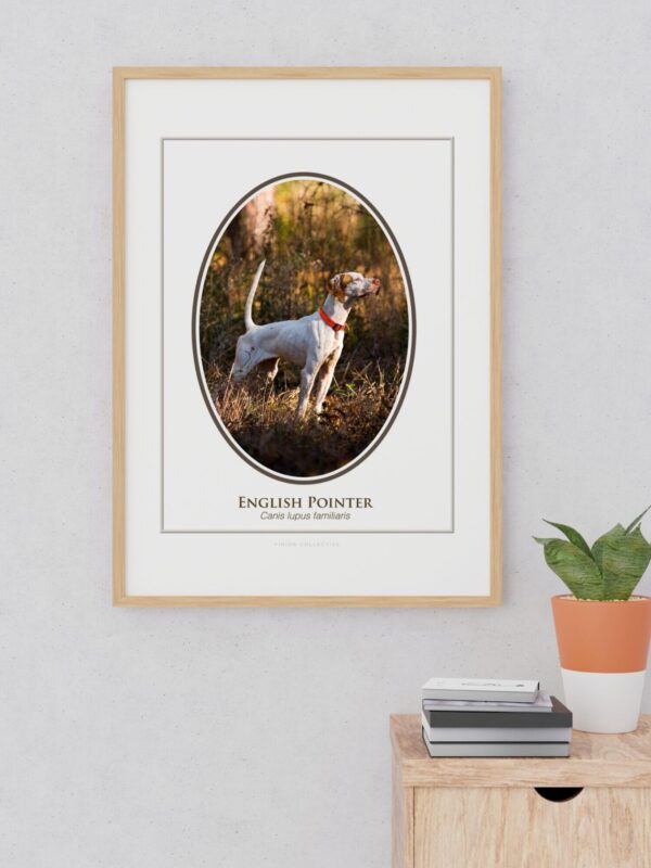 2 Framed English Pointer dog portrait on wall.