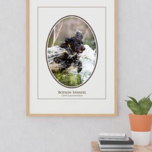 Framed photo of Boykin Spaniel dog running in water.