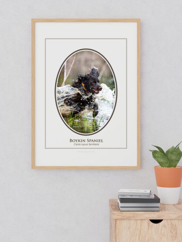 2 Framed photo of Boykin Spaniel dog running in water.