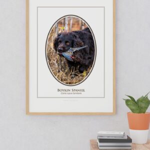 Boykin Spaniel with bird in mouth, framed art.
