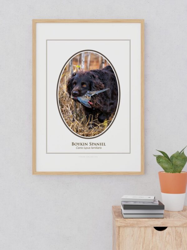 2 Boykin Spaniel with bird in mouth, framed art.