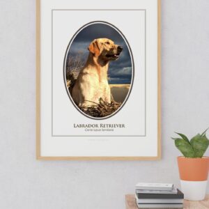 Framed Labrador Retriever portrait on wall