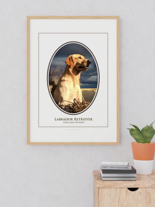 2 Framed Labrador Retriever portrait on wall