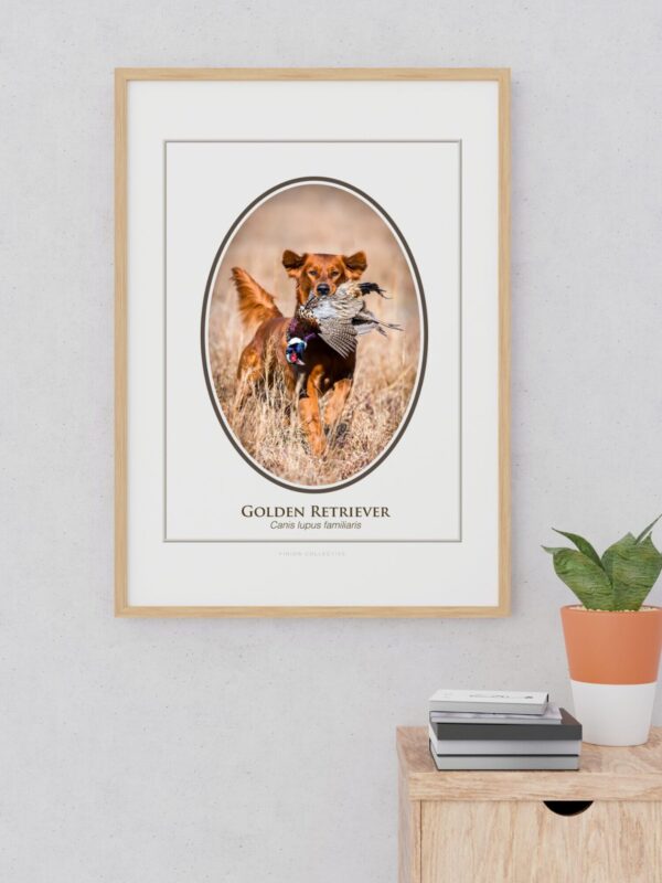 2 Golden Retriever framed photo on wall near plant.