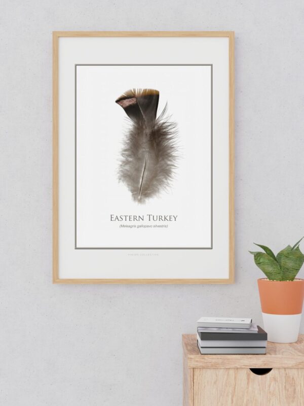 easterTurkeyFeatherArtMockup Framed Eastern Turkey feather artwork on wall.