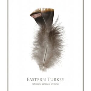 Eastern turkey feather illustration with text