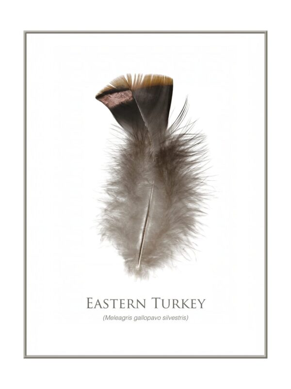 easternTurkeyFeatherArt Eastern turkey feather illustration with text