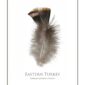 Eastern turkey feather illustration with text