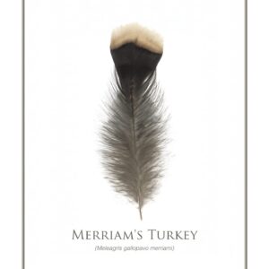 Merriam's Turkey feather on white background.