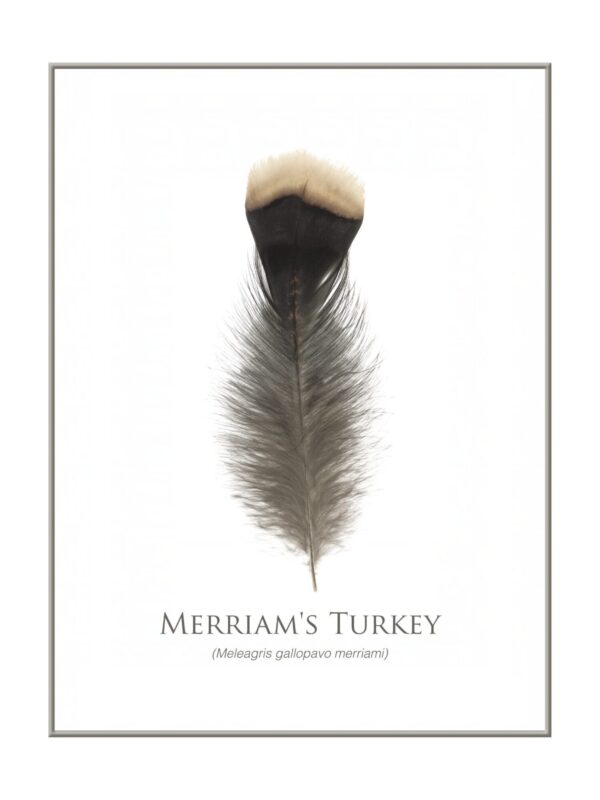 Merriam's Turkey feather on white background.