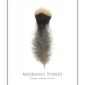 Merriam's Turkey feather on white background.