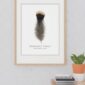 Framed Merriam's turkey feather illustration on wall.