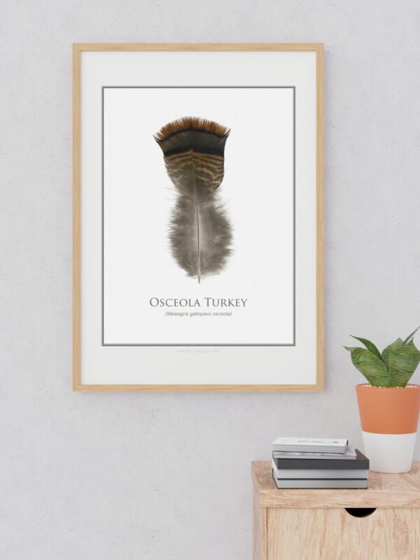 osceolaTurkeyFeatherArtMockup Framed Osceola turkey feather artwork on wall.
