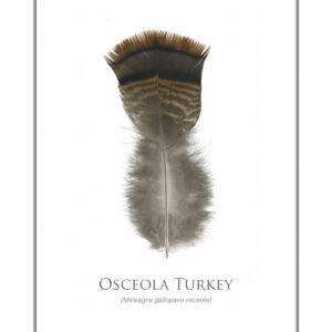 Osceola turkey feather illustration on white background.