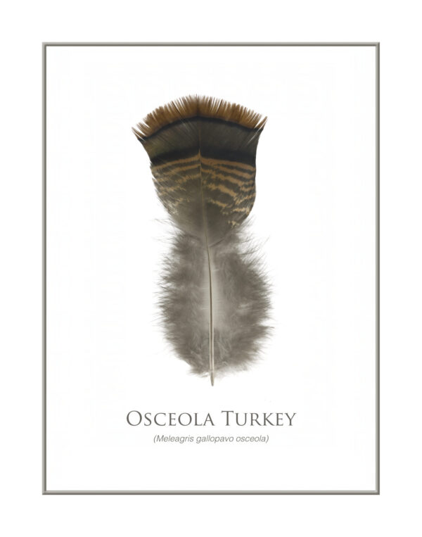 Osceola turkey feather illustration on white background.