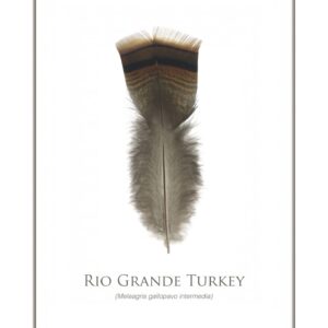 Rio Grande Turkey feather isolated on white background.