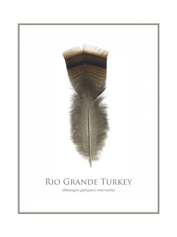 Rio Grande Turkey feather isolated on white background.