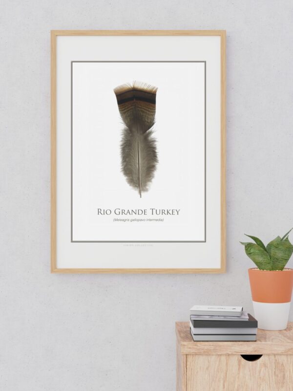 rioGrandeTurkeyFeatherArtPrintMockup Mounted turkey feather art in wooden frame