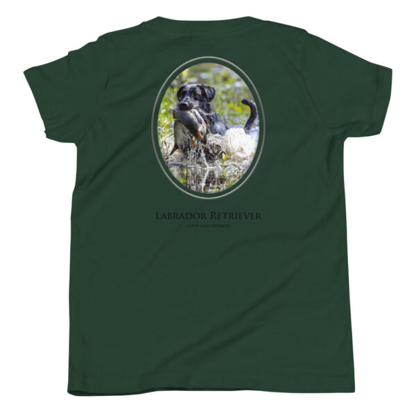 youth-staple-tee-forest-back-69a6ec6ea2ab6.jpg Green shirt with Labrador Retriever graphic.