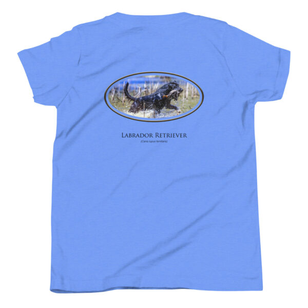 youth-staple-tee-heather-columbia-blue-back-69a6dfe4e69b9.jpg Blue shirt with Labrador Retriever graphic