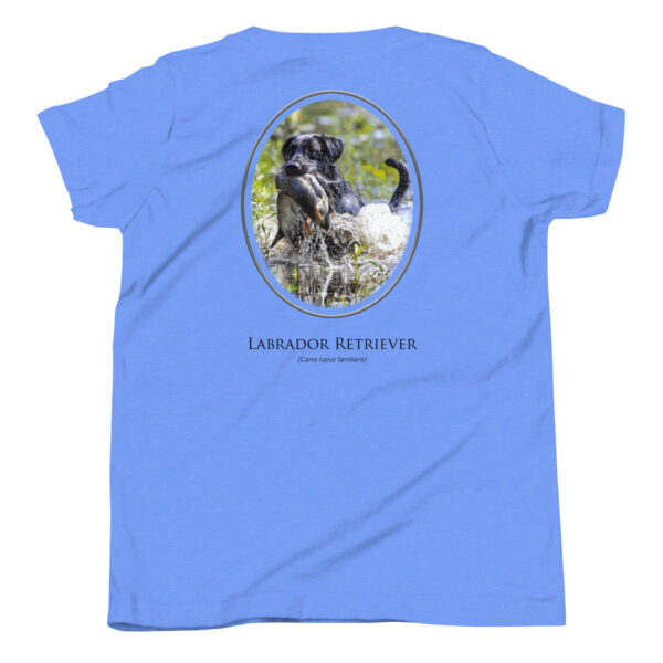 youth-staple-tee-heather-columbia-blue-back-69a6ec6ea2b50.jpg Labrador Retriever graphic on blue t-shirt back