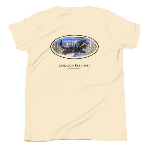 youth-staple-tee-natural-back-69a6dfe4e6d41.jpg Labrador Retriever graphic on beige shirt back.