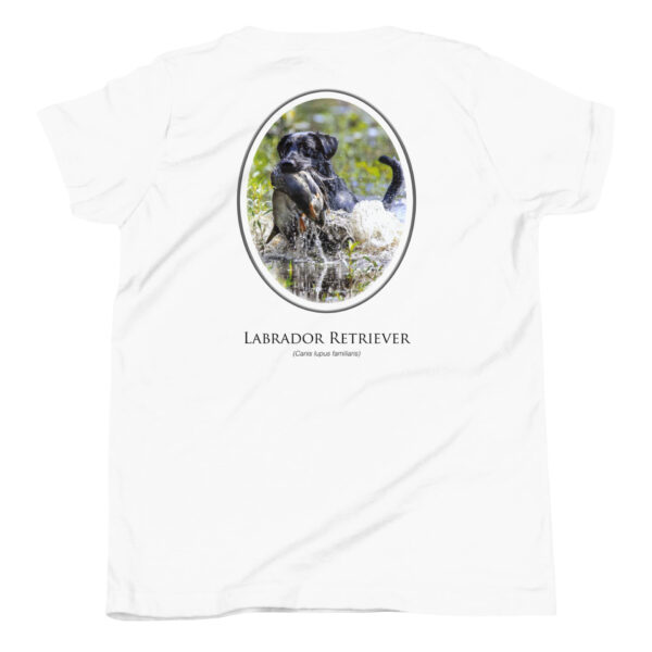 youth-staple-tee-white-back-69a6ec6ea2deb.jpg Labrador Retriever with duck on white t-shirt.