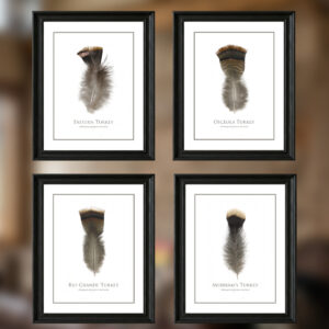Four framed turkey feathers on display.