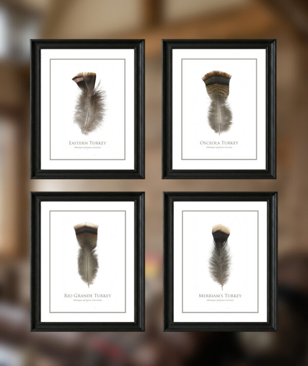 Four framed turkey feathers on display.
