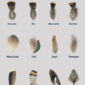 pinionFeathers